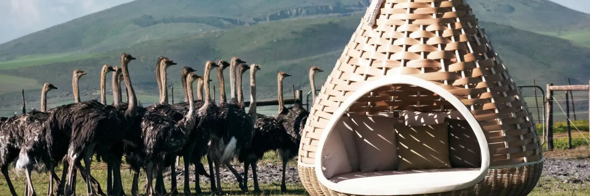 Dedon Nestrest standing lounger on a grass plain with a flock of ostriches and green hills behind