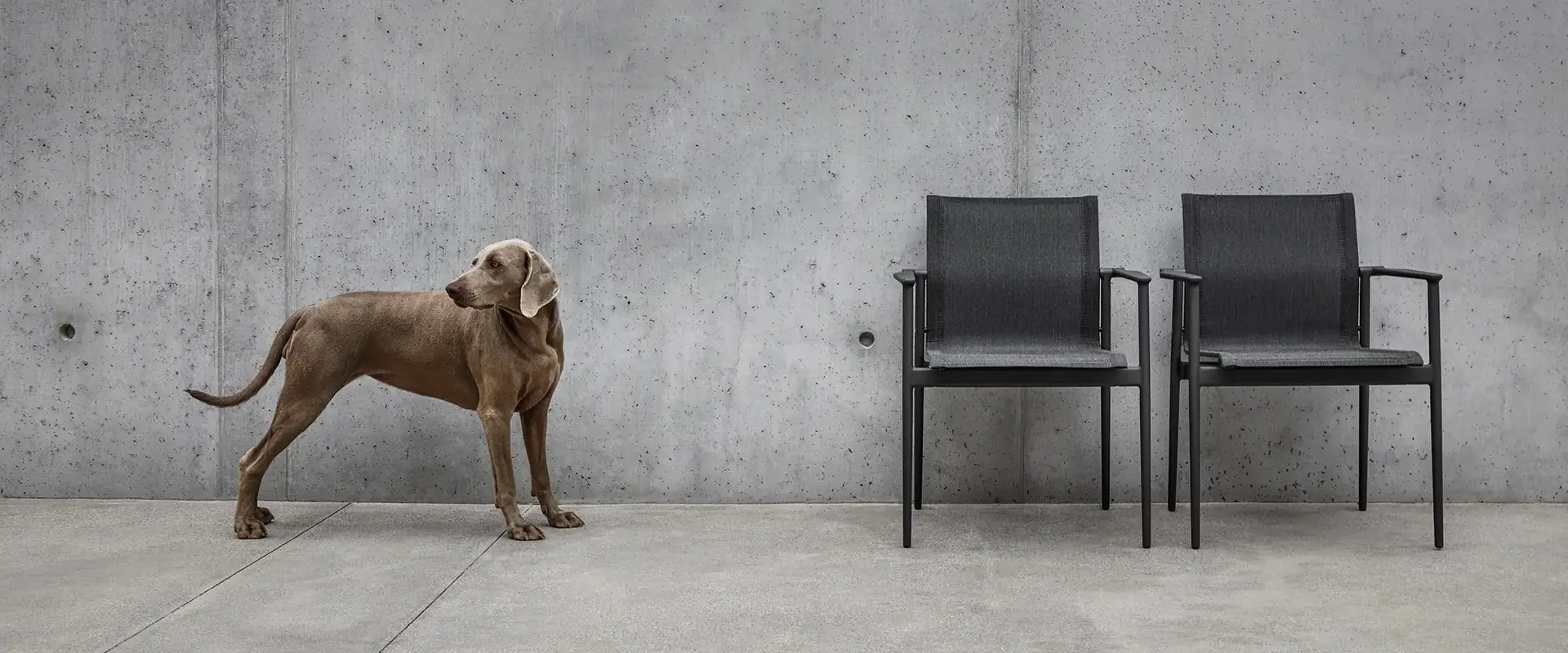 Two Gloster 180 stacking chairs in dark sling against a concrete wall, with a brown dog standing beside them